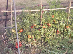 Las tomateras cargadas de frutos