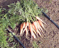 Zanahorias aún pequeñas
